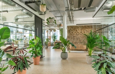 Cho thuê cây văn phòng